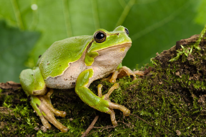 decouverte-des-fonctionnalites-cachees-de-screaming-frog